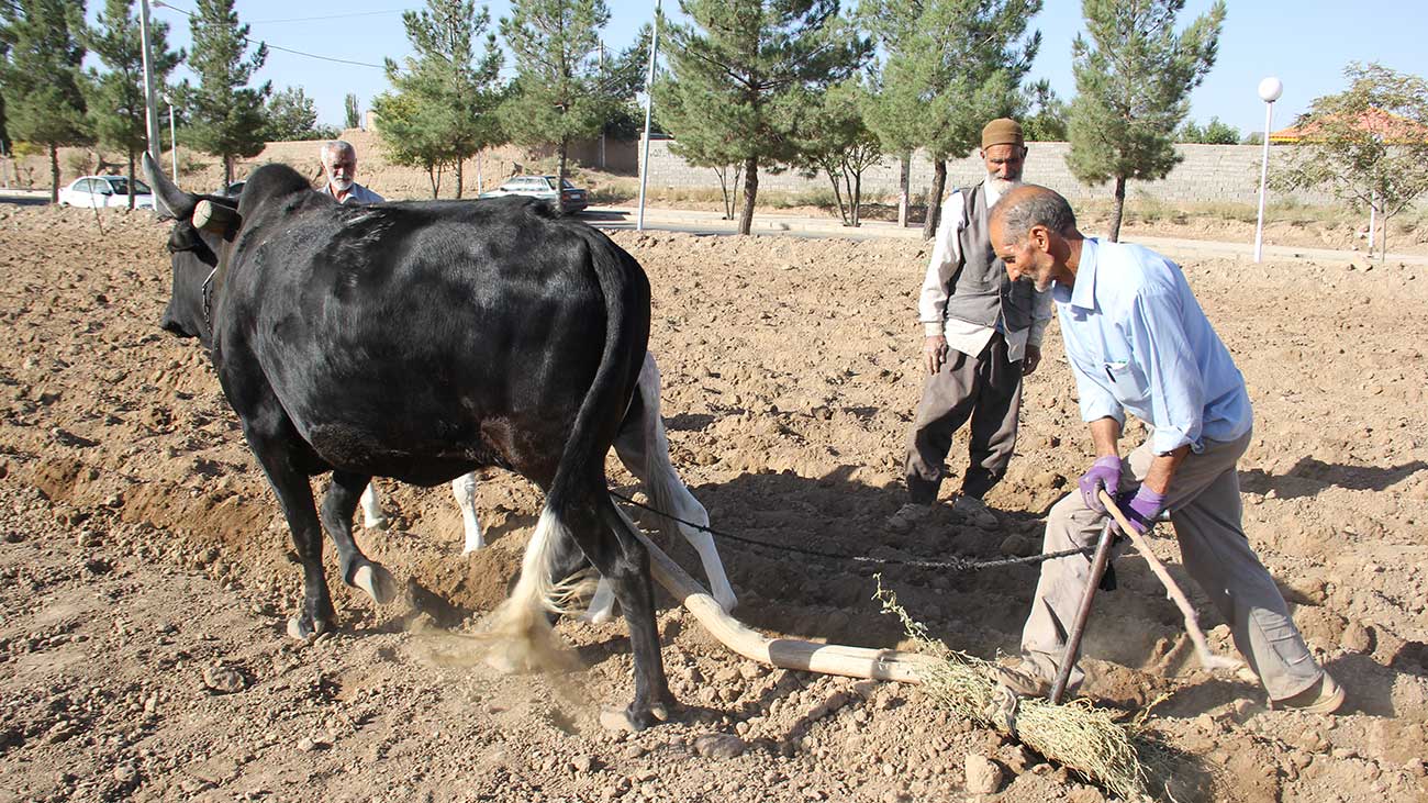 رضا مدلیو در حال شیار کردن زمین برای کاشت زعفران