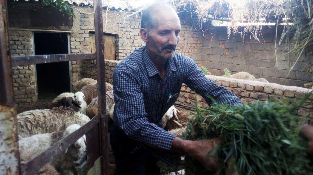 رضا مدلیو در حال دادن علوفه به گوسفندانش