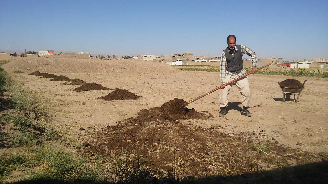 حاج حسن شبانی در حال پخش کردن کود در مزارع زعفران