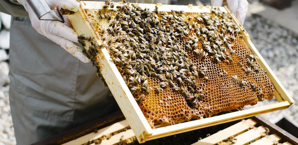 عسل کجا معروفه و عسل کدوم منطقه ایران کیفیت بهتری داره؟